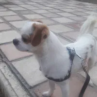 سگ پامر شیواوا باهوش