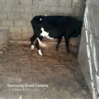 گاو وگستر ابستن|حیوانات مزرعه|سیب و سوران, |دیوار