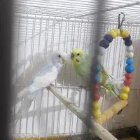 مرغ عشق بالغ|پرنده|سراوان, |دیوار