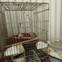 پرنده / طوطی برزیلی / 3 عدد پرنده طوطی برزیلی|پرنده|قرچک, زیبا شهر|دیوار