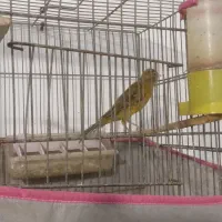 سهره وقناری