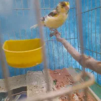 قناری جوانه و نر بالغ بخوان