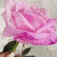 خط تلفن ثابت