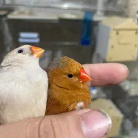 چند جفت فنچ فول اورنج