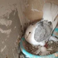 المانی