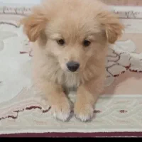 درود فراوان  سگ پامرانی خرسی بسیار زیبا وچابک