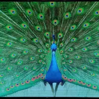 تلویزیون ال ای دی 50 اینچ 4k|تلویزیون و پروژکتور|ملایر, |دیوار