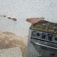 کبوتر|پرنده|خفر, |دیوار