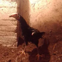 جوجه لاری|حیوانات مزرعه|مرند, |دیوار