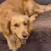 سگ گلدن رتیور