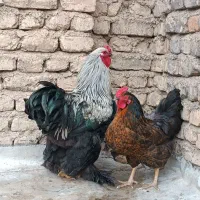 خروس برهما و مرغ تخمگذار|حیوانات مزرعه|محلات, |دیوار