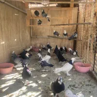 طوقی|پرنده|اصفهان, خواجو|دیوار