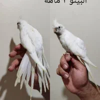 جوجه عروس لوتینو دوکت آلبینو سینامون رام و دستی|پرنده|کرج, حصارک پایین|دیوار