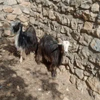 بز غاله|حیوانات مزرعه|خرم‌آباد, |دیوار