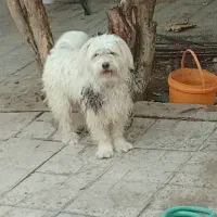 سگ پاپی حرف گوش کن بسیار باهوش
