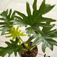 گل الوکازیو|گل و گیاه طبیعی|بروجرد, |دیوار