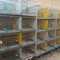 قناری نرتک ،ماده تک ،جفت شده نروماده مست مست|پرنده|ملایر, |دیوار