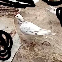 این کبوتر  گمشده