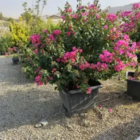 کاغذی بزرگ لوکس|گل و گیاه طبیعی|تهران, افسریه|دیوار