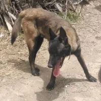 توله 10 ماهه مالینویز