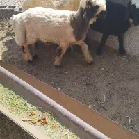 بره میش کهره بز چاق|حیوانات مزرعه|شیراز, داریون|دیوار