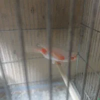 قناری مزایکی قرمز و سیلور و عروس هلندی|پرنده|اردبیل, |دیوار