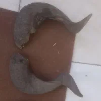 شاخ دکوراسیون جلوی چشم|کلکسیون اشیاء عتیقه|اهواز, پردیس|دیوار