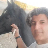 اسب کرد  شناسنامه دار. اصیل  4 ساله  خیلی فوری