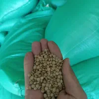 پخش عمده وخرده عدس|خوردنی و آشامیدنی|بانه, |دیوار