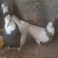 کبوترطوقی|پرنده|باغ بهادران, |دیوار