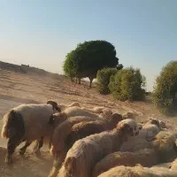 فروش چهل راس میش و شیک وکاوه لری وترکی|حیوانات مزرعه|ازنا, |دیوار