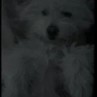 سگ شیتزو|سگ|کرمان, |دیوار