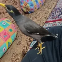 مرغ مینا سخنگو