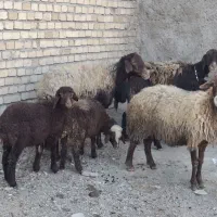 میش وبره