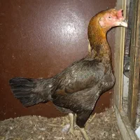 مرغ لاری افغان اصل|حیوانات مزرعه|نشتارود, |دیوار