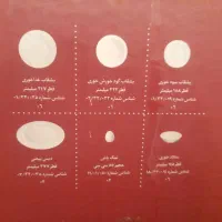 سرویس کامل چینی زرین ۲۸ پارچه  نو آکبند|ظروف سرو و پذیرایی|زنجان, |دیوار