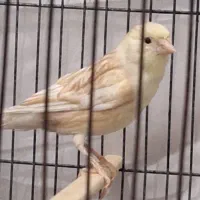 قناری نر فائو چشم شرابی