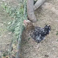 سه عدد مرغ تخم کن