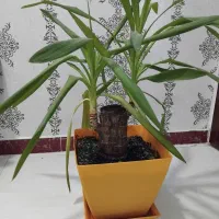 بونسای یوکا|گل و گیاه طبیعی|رشت, شهرک آیت الله منتظری|دیوار