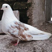 کبوتر ماده دوکت عتیقه پاک پاک قواره دار و کشیده