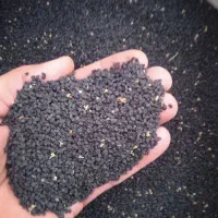 بذر پیاز زرد طلای