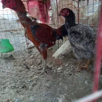 خروس فروشی|حیوانات مزرعه|ایرانشهر, |دیوار