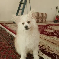 سگ پامر|سگ|ایلام, |دیوار