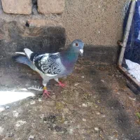 کفتر صیدپرشی