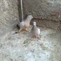 نقره ای|پرنده|کوهمره, |دیوار