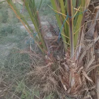 فروش نهال(پاجوش)قصب|گل و گیاه طبیعی|افزر, |دیوار