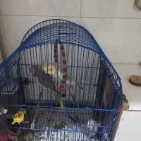 پرنده