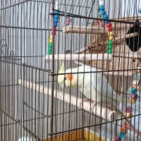 یک جفت عروس هلندی به همراه قفس بزرگ|پرنده|تهران, جیحون|دیوار