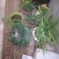 گل قیمت توافقی