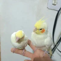 دوعدد جوجه عروس هلندی دستی